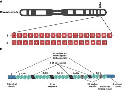 The role of RHAMM in cancer: Exposing novel therapeutic vulnerabilities